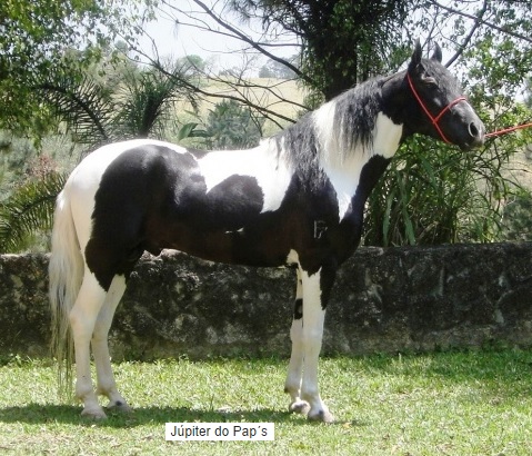 Cavalo Pampa